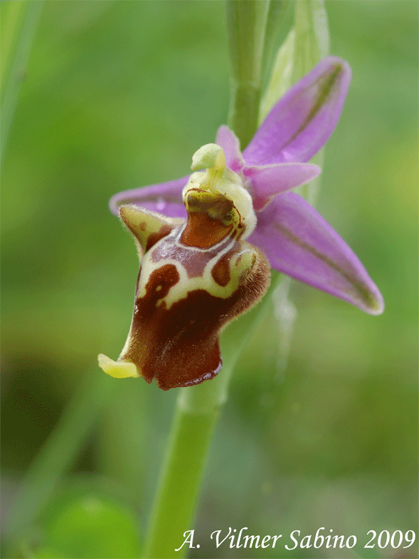 Ophrys apulica