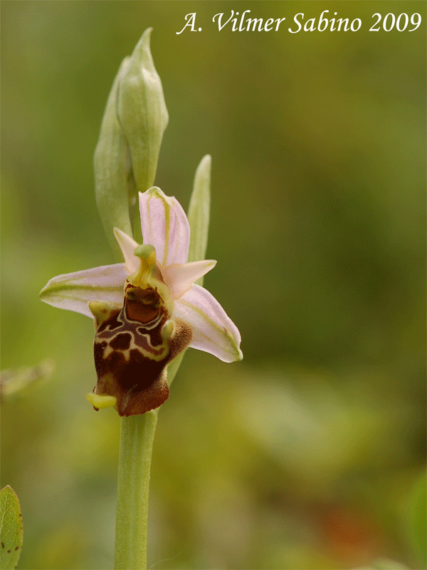 Ophrys apulica