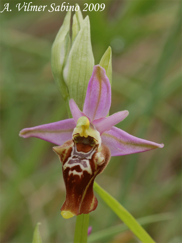 Ophrys apulica