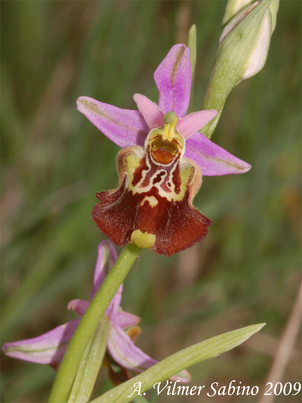 Ophrys apulica