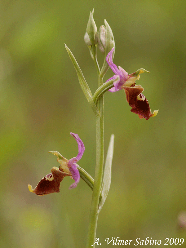 Ophrys apulica