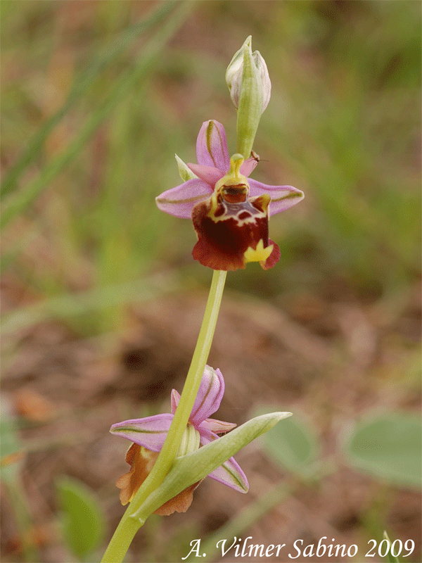 Ophrys apulica