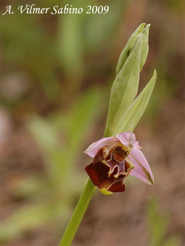 Ophrys apulica