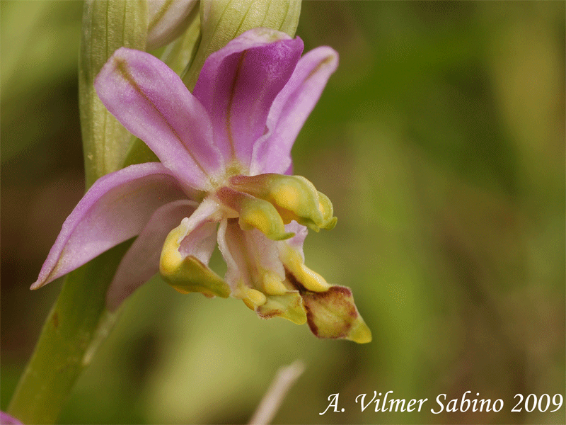 Ophrys apulica