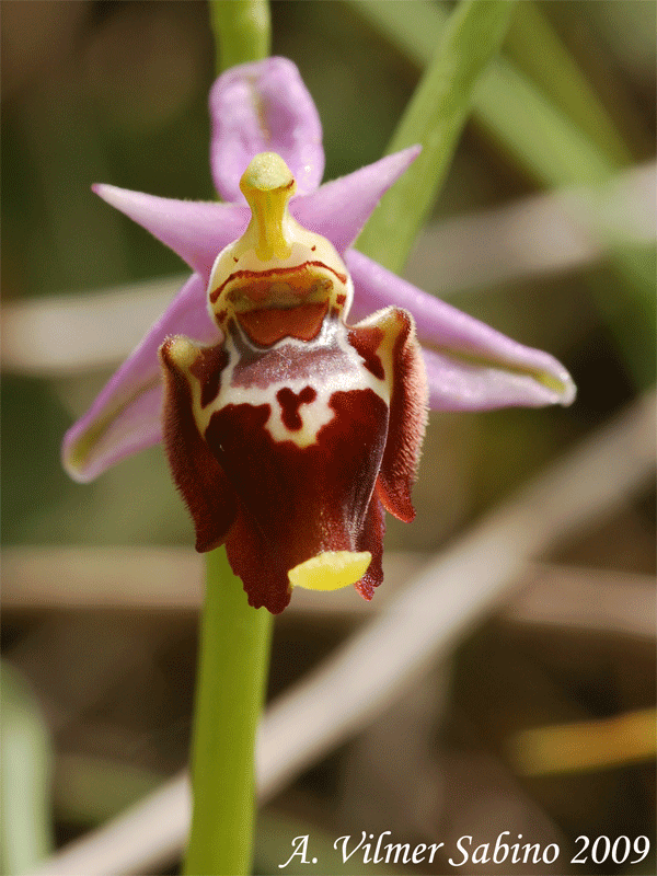 Ophrys apulica