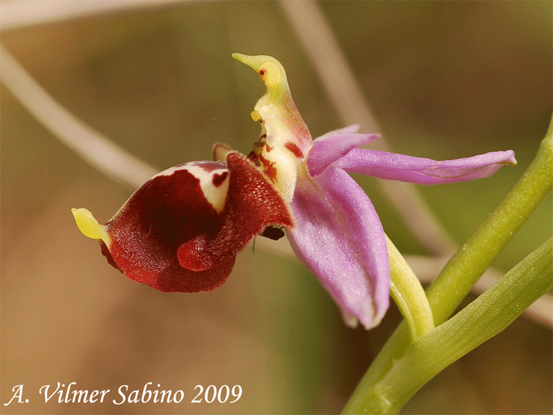 Ophrys apulica