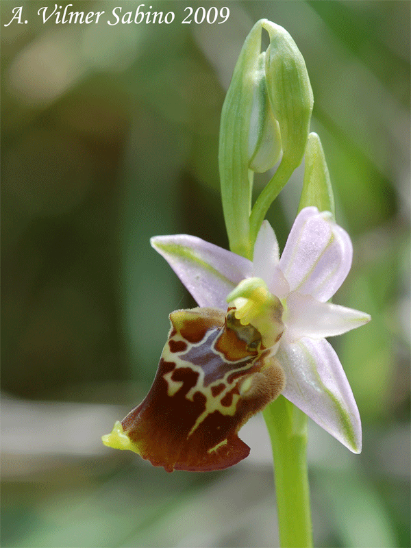 Ophrys apulica