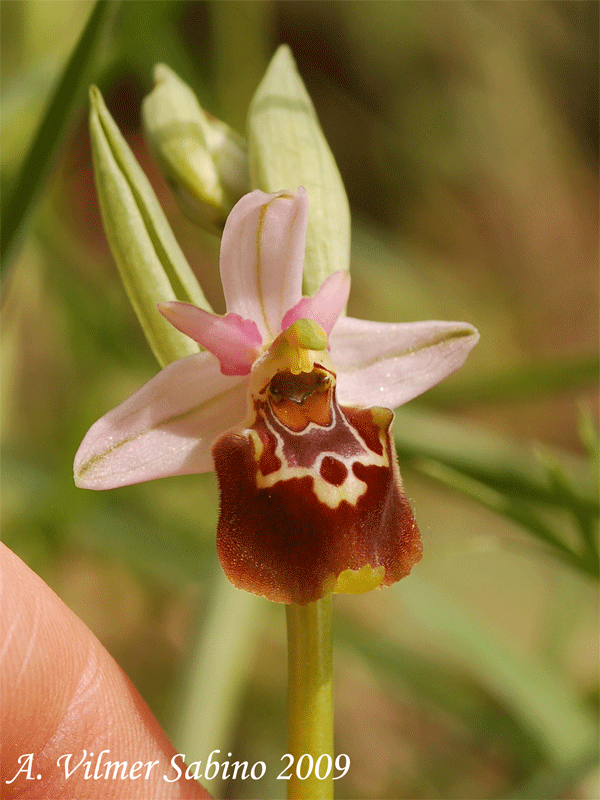 Ophrys apulica