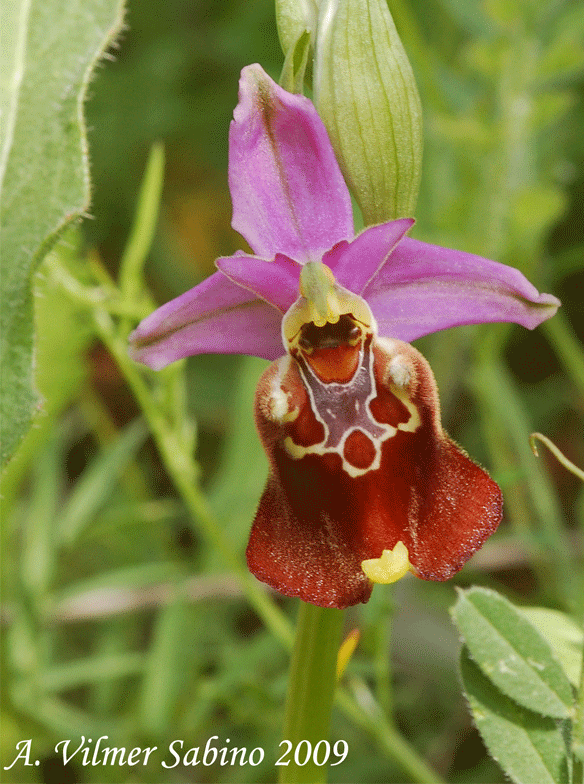 Ophrys apulica