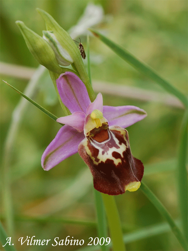 Ophrys apulica