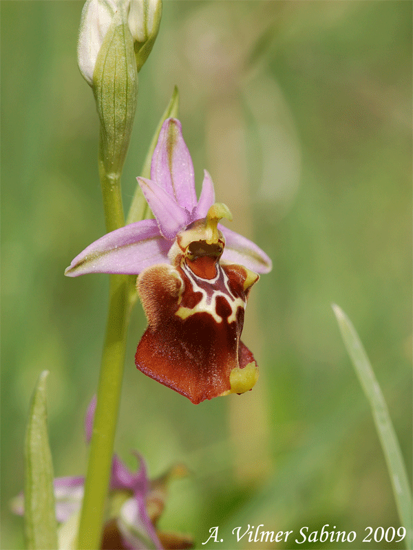 Ophrys apulica