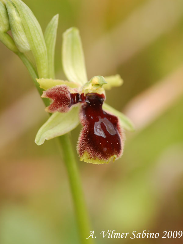 Ophrys tarentina