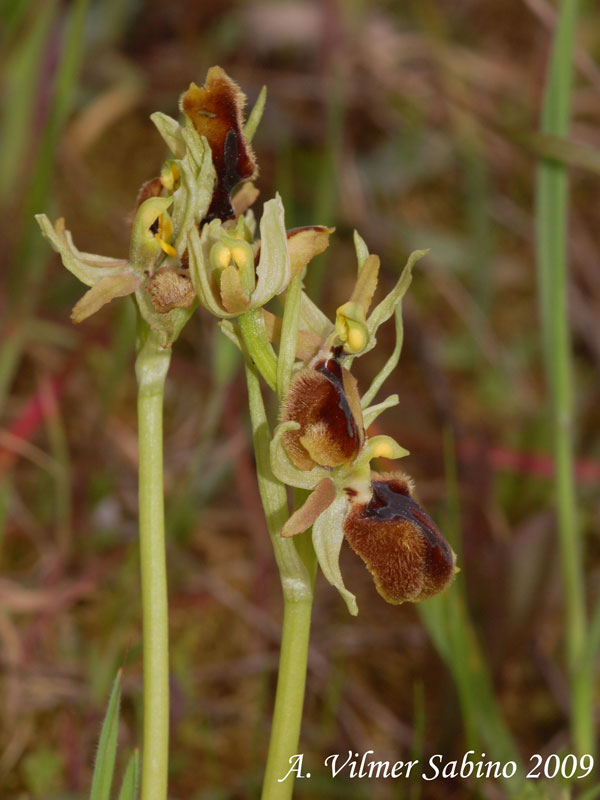 Ophrys tarentina