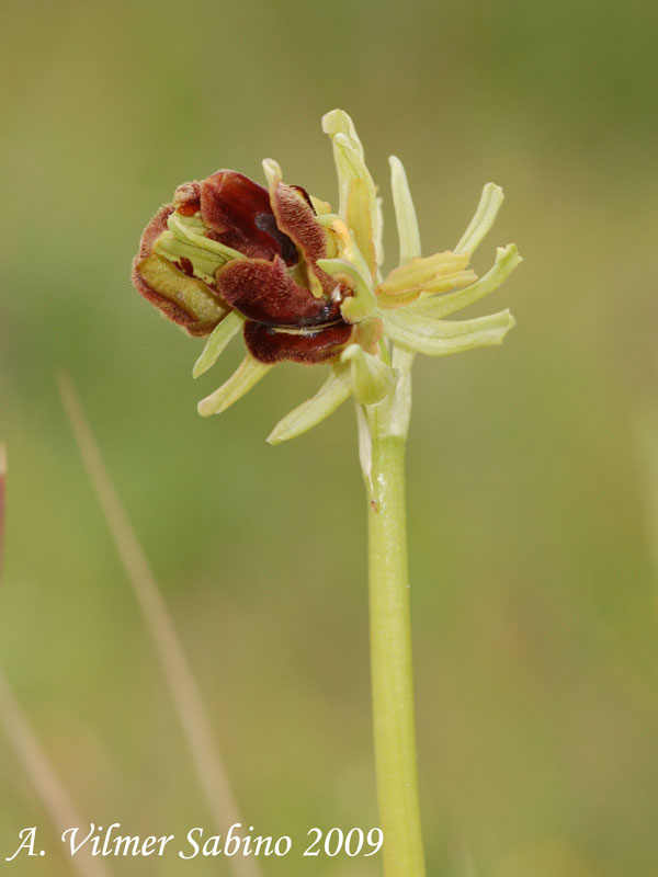 Ophrys tarentina