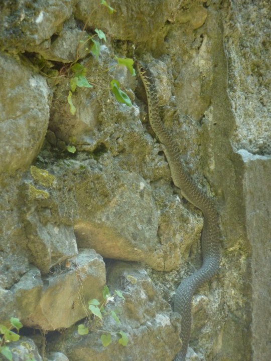 qualcuno sa che serpente  questo?