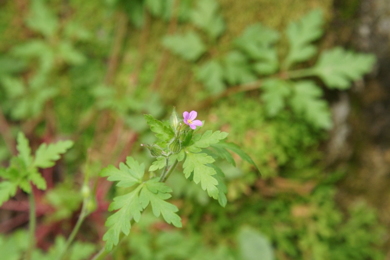 Geranium purpureum