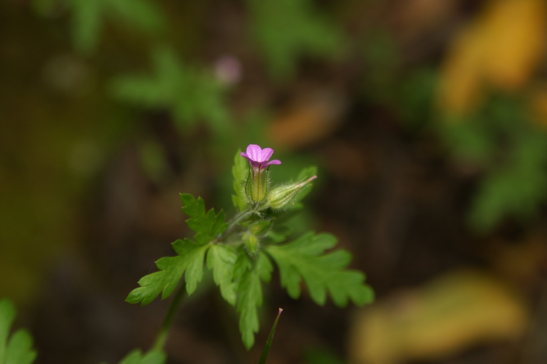 Geranium purpureum