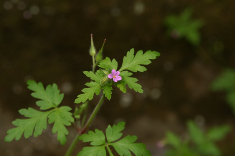 Geranium purpureum