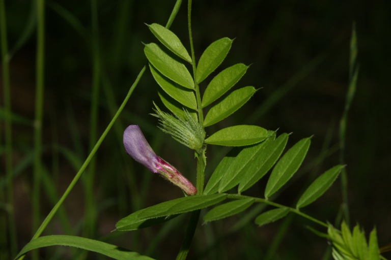 Vicia sativa sl.