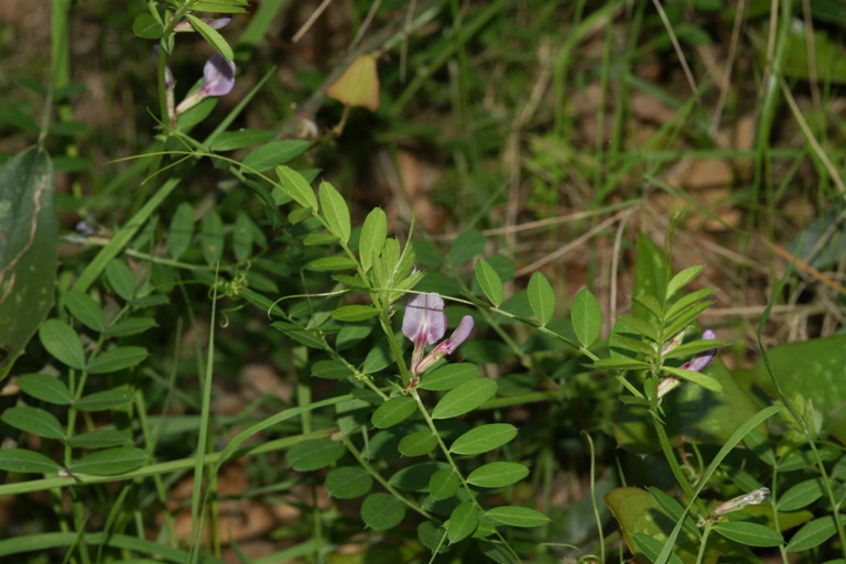 Vicia sativa sl.