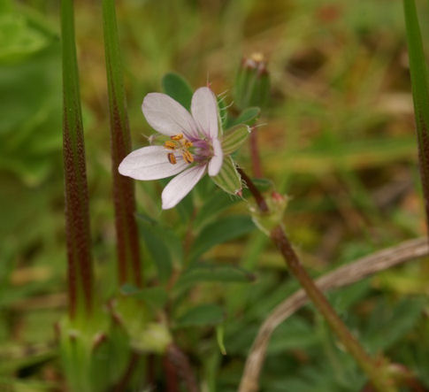 Erodium cicutarium