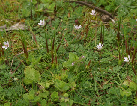 Erodium cicutarium