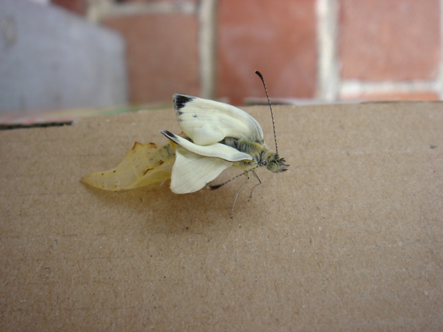 Buongiorno da Pieris napi