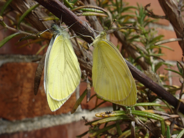 Buongiorno da Pieris napi