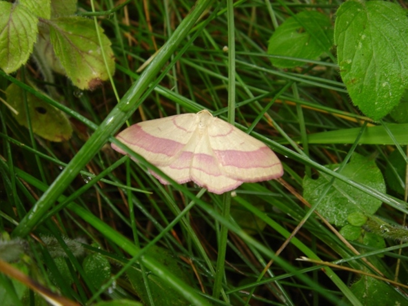 Rosa e beige: Rhodostrophia vibicaria?