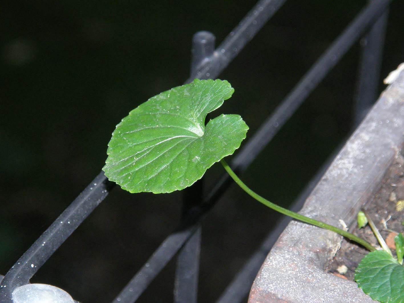 Uno strano bocciolo: fiori cleistogami di Viola sp. (Violaceae)