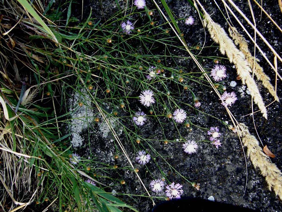 Centaurea sp.  (Asteraceae)