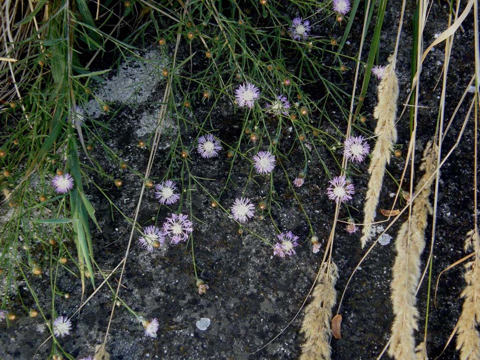 Centaurea sp.  (Asteraceae)