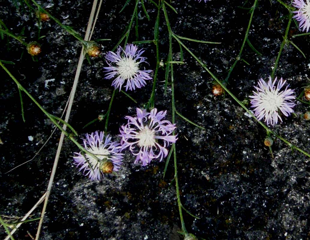 Centaurea sp.  (Asteraceae)