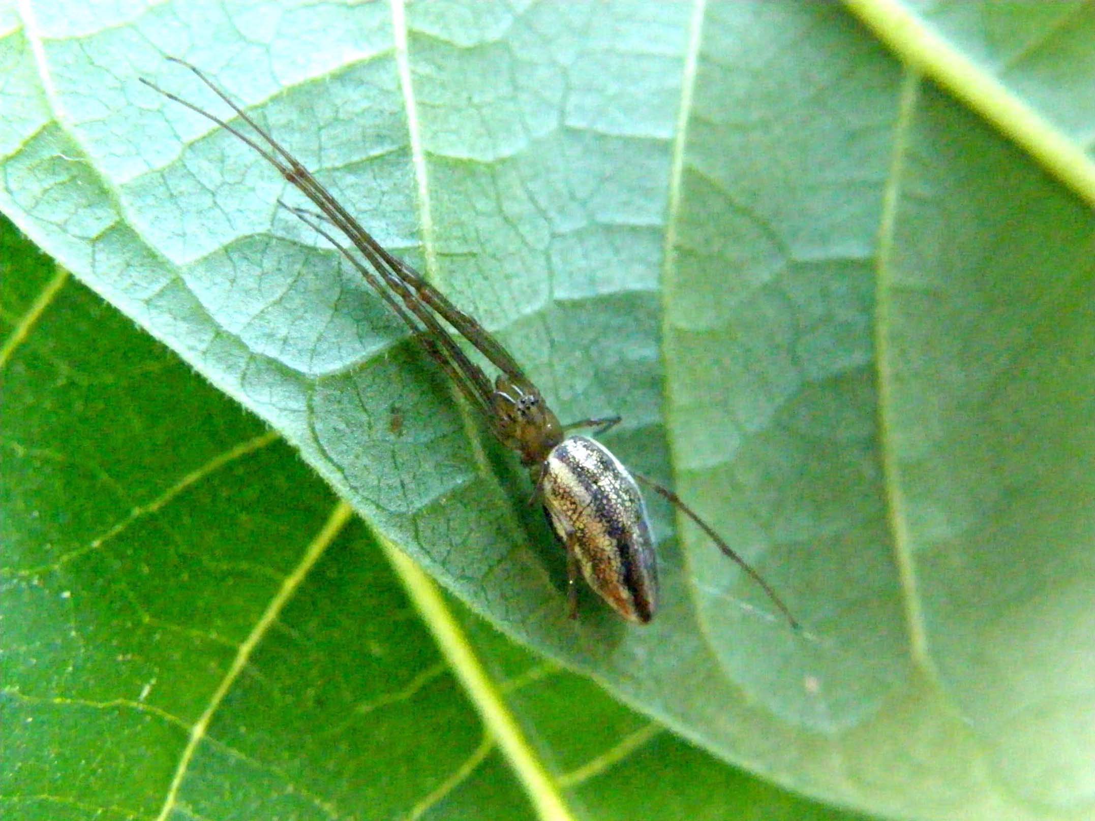 Tetragnatha sp.