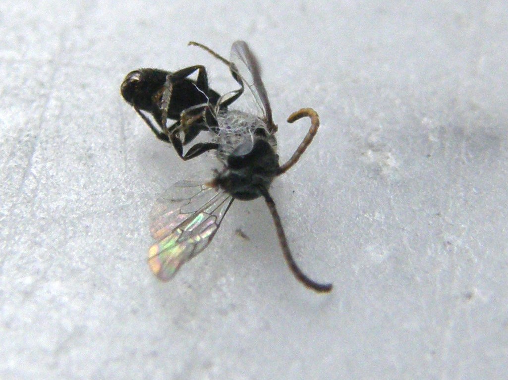 Piccolissimo e...sfortunato: Lasioglossum sp. M (Apidae Halictinae)