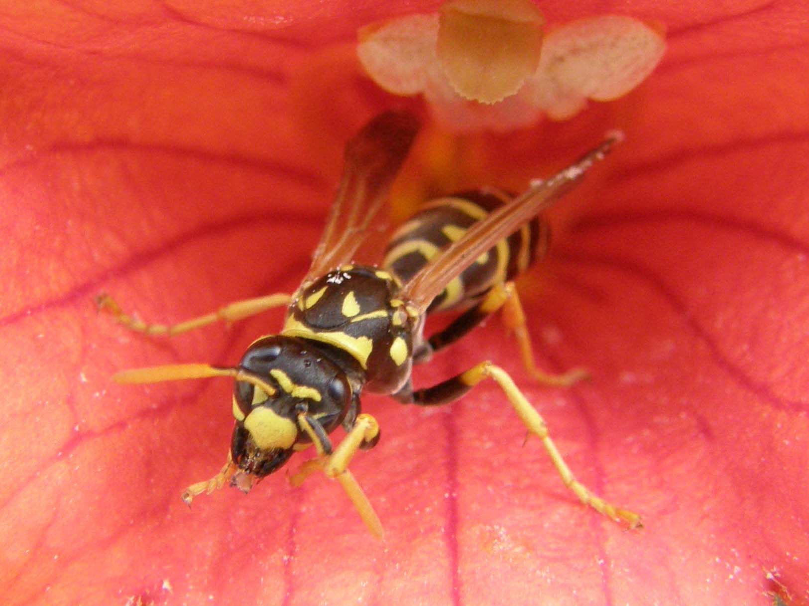 Predatrici in attesa? No. Polistes su fiori