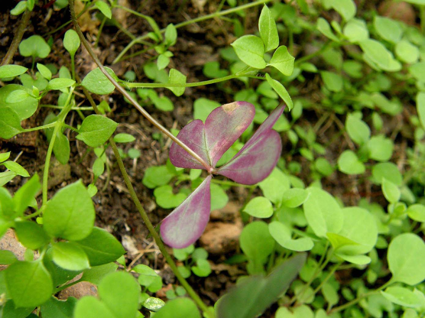 Oxalis stricta, corniculata e pes-caprae (Oxalidaceae)