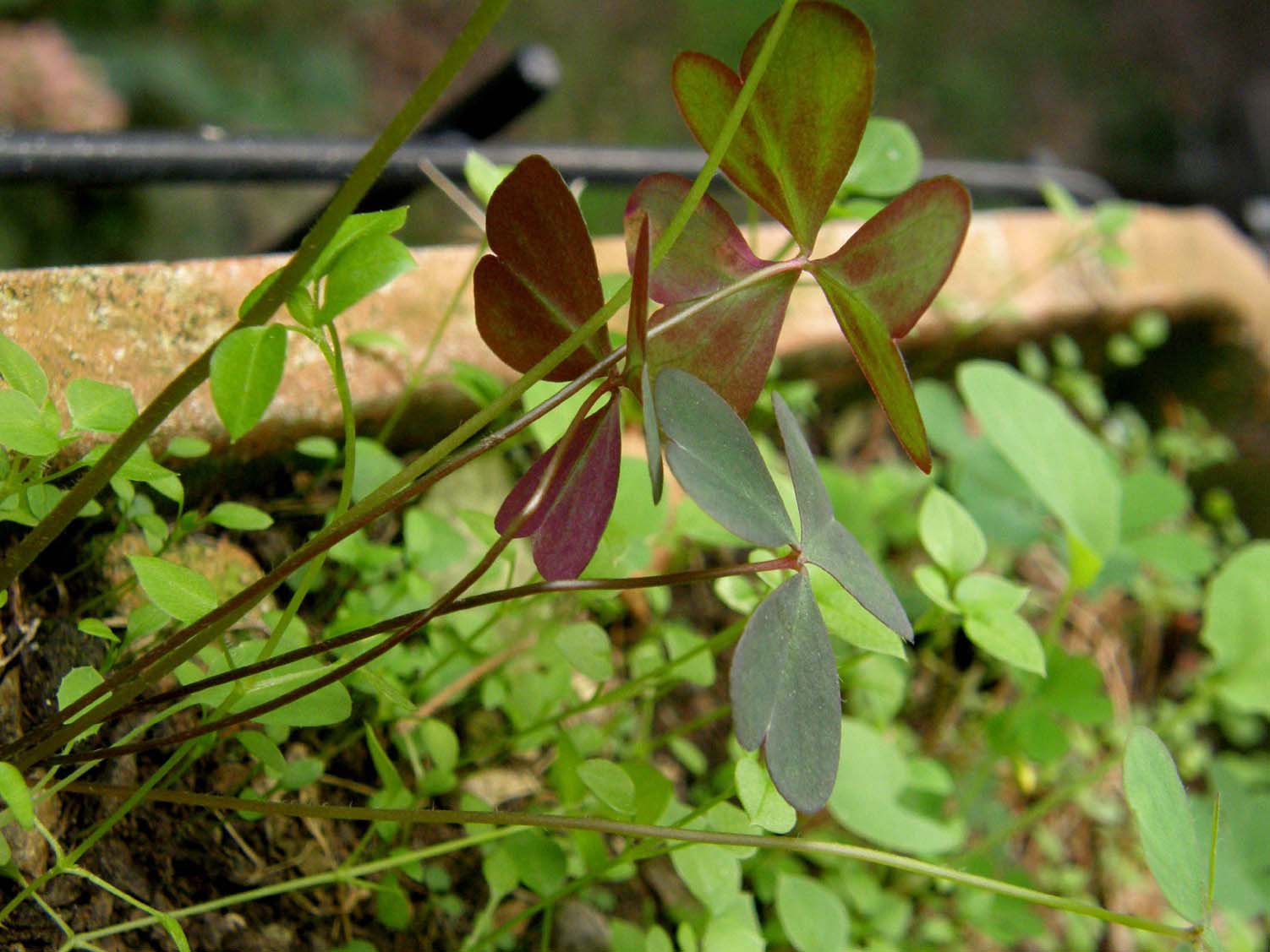 Oxalis stricta, corniculata e pes-caprae (Oxalidaceae)