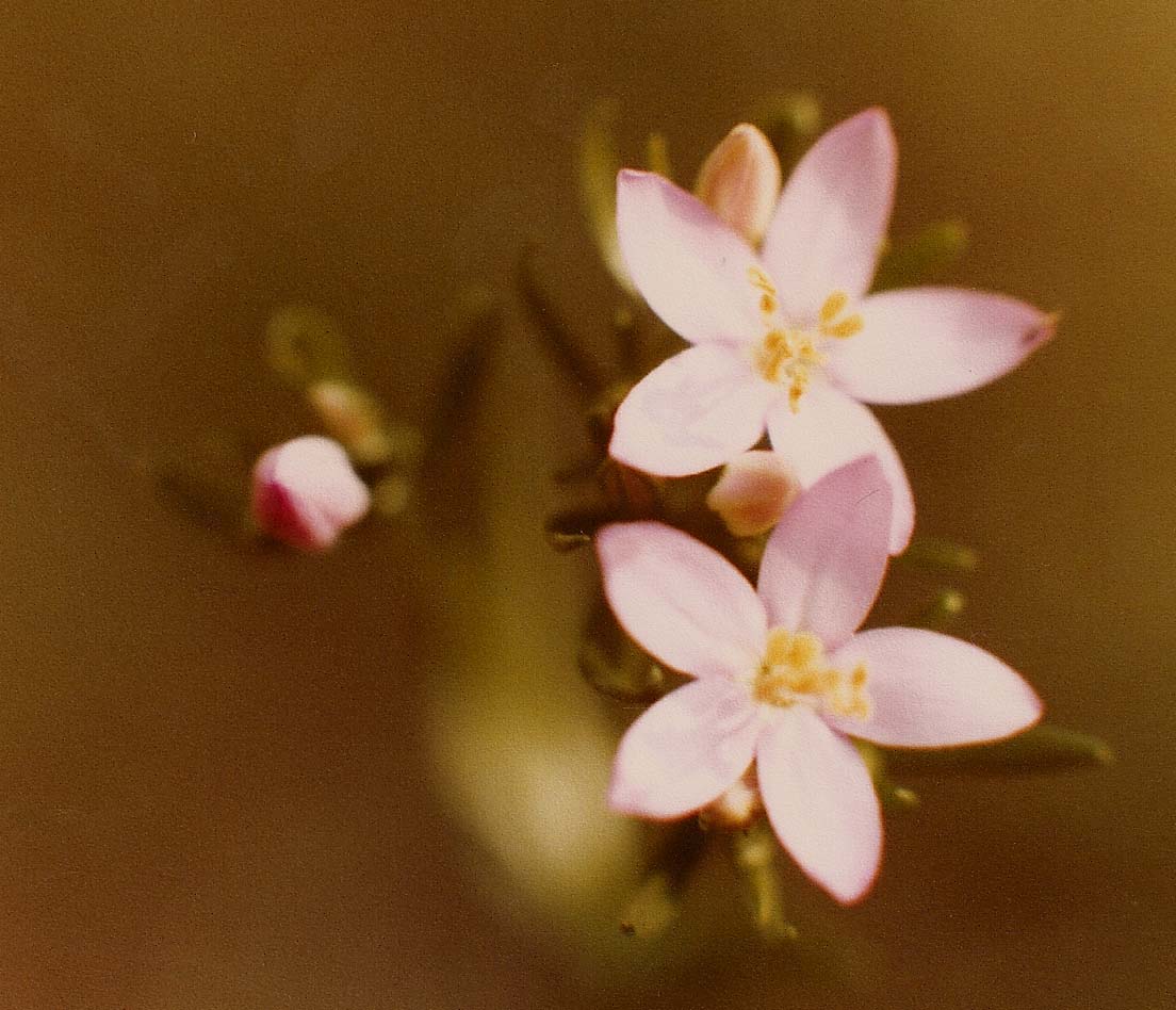 Fiori del Varesotto - Centaurium erythraea sl.