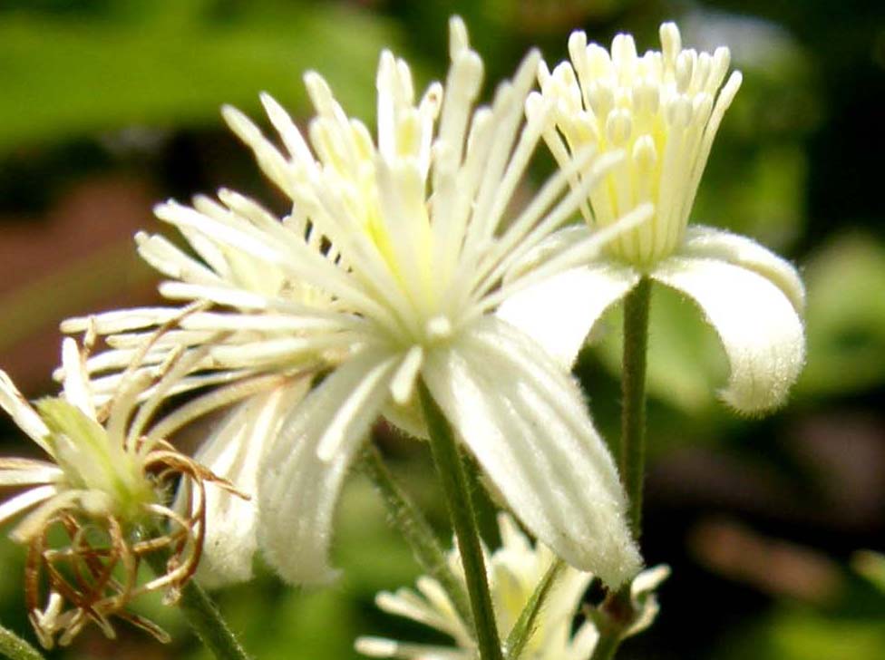 Clematis flammula della Camargue (e C. vitalba)