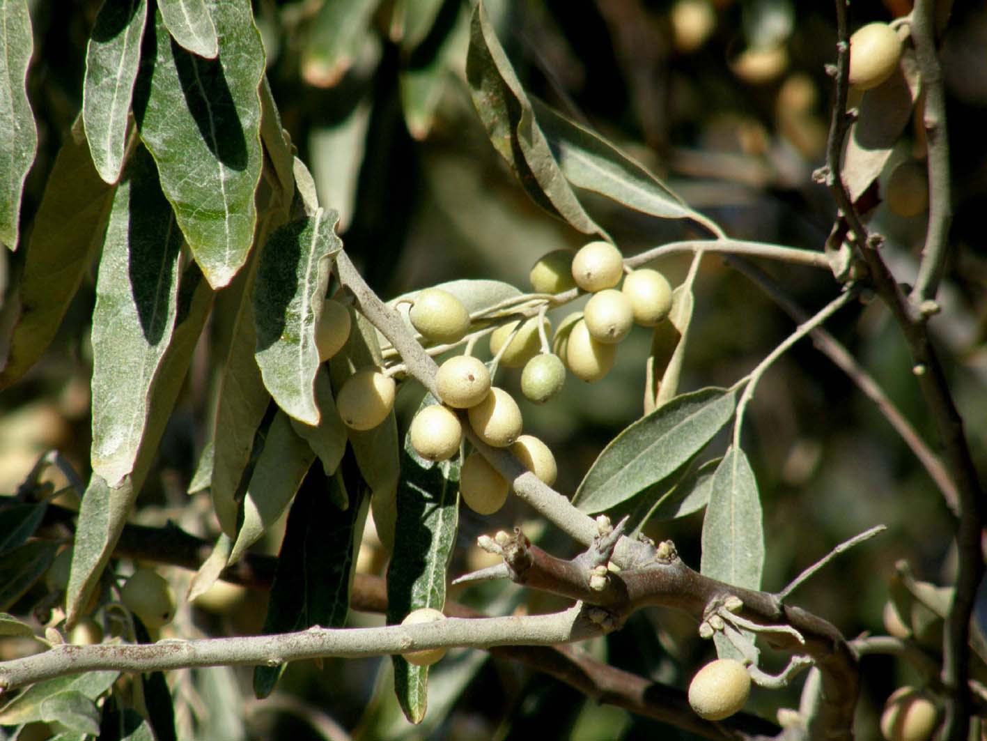 Eleagnus angustifolia e Prunus spinosa