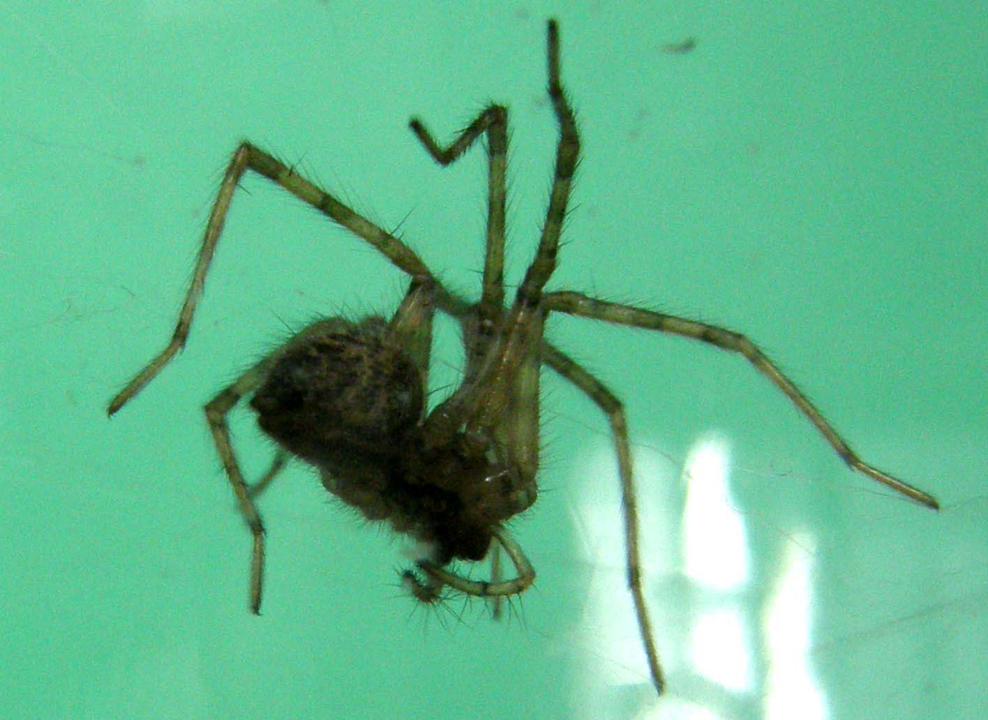 Tegenaria sp.