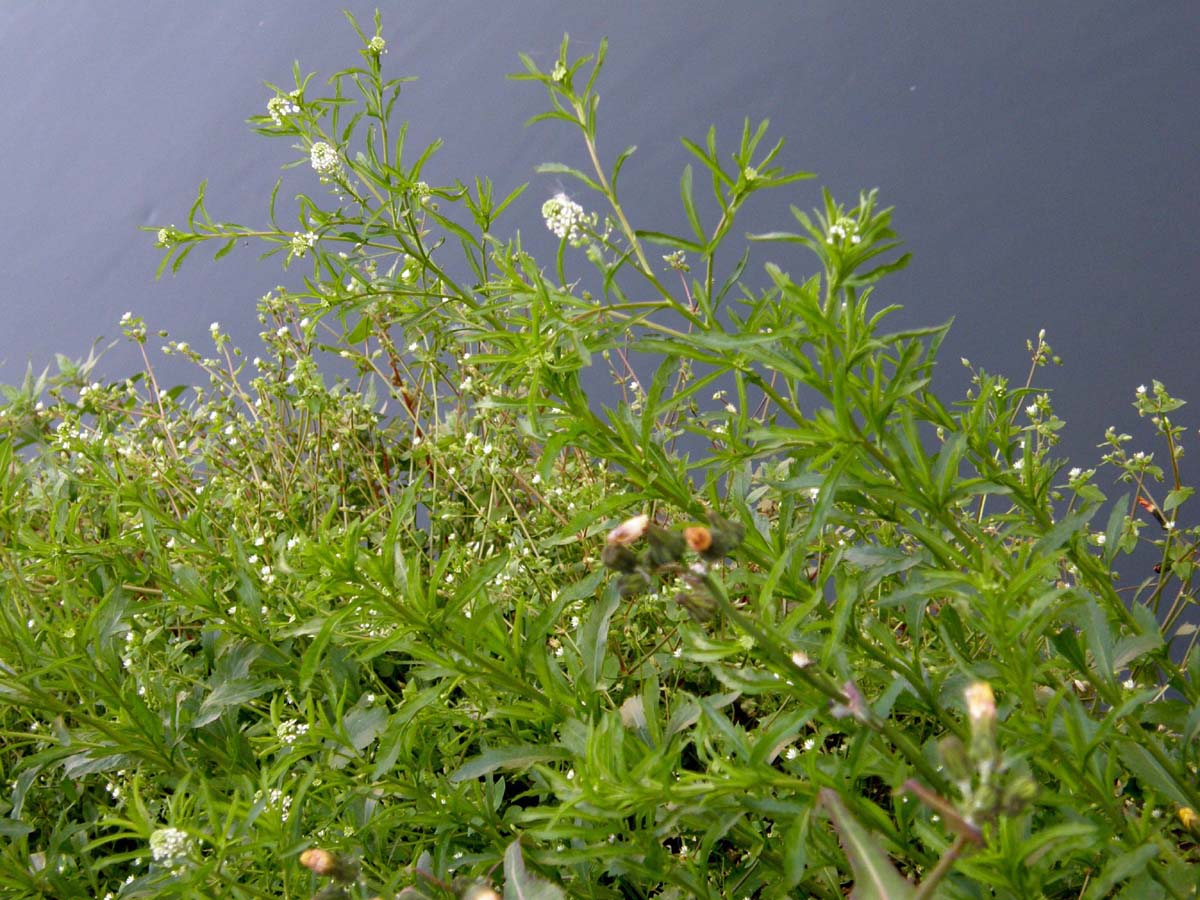 Infiorescenze gialle e bianche: Brassicaceae