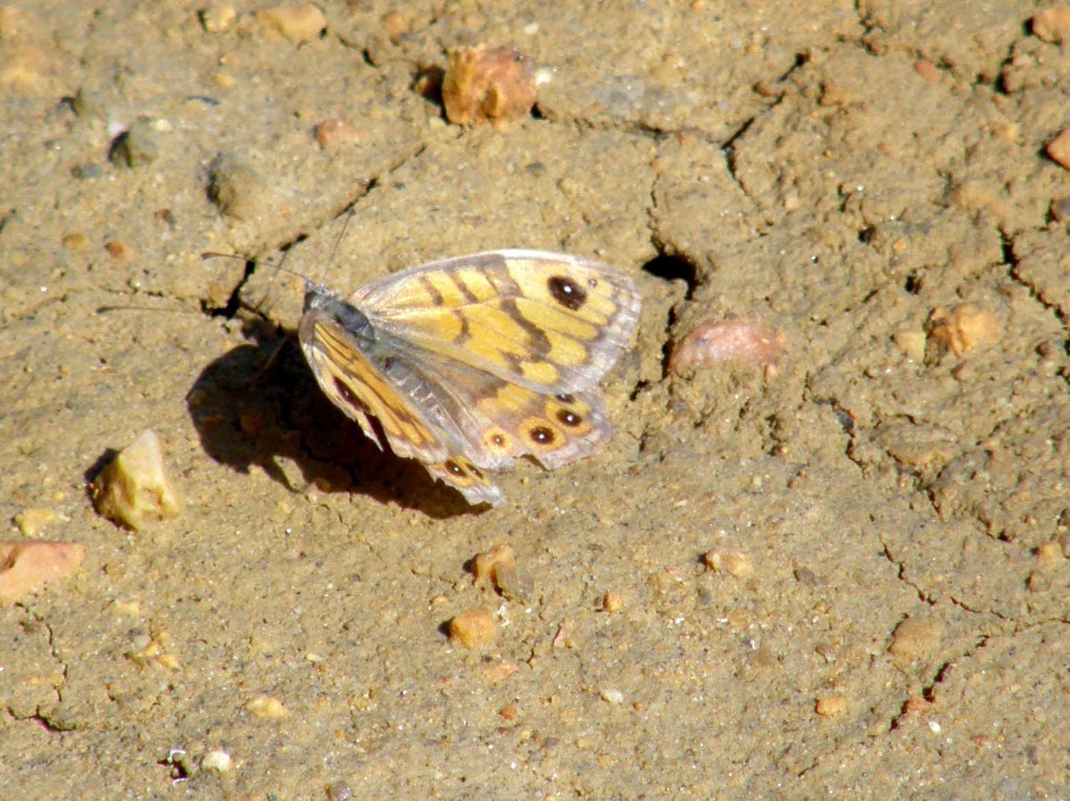 Lasiommata maegera e Pyronia tithonus