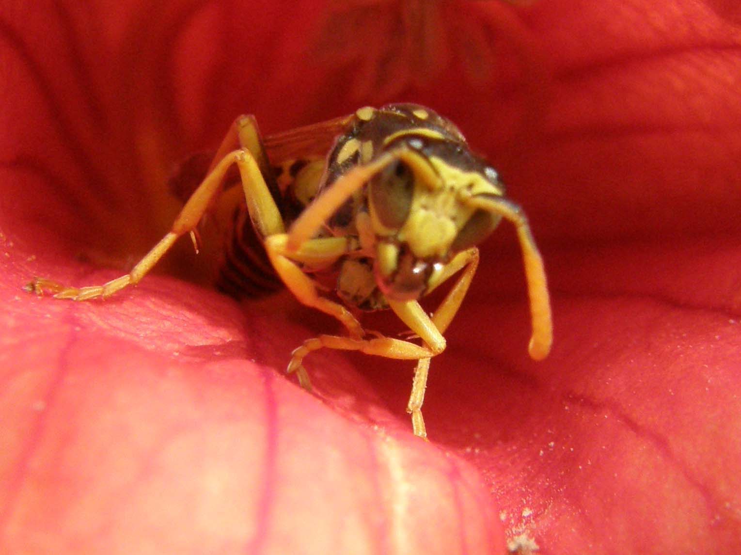 Predatrici in attesa? No. Polistes su fiori