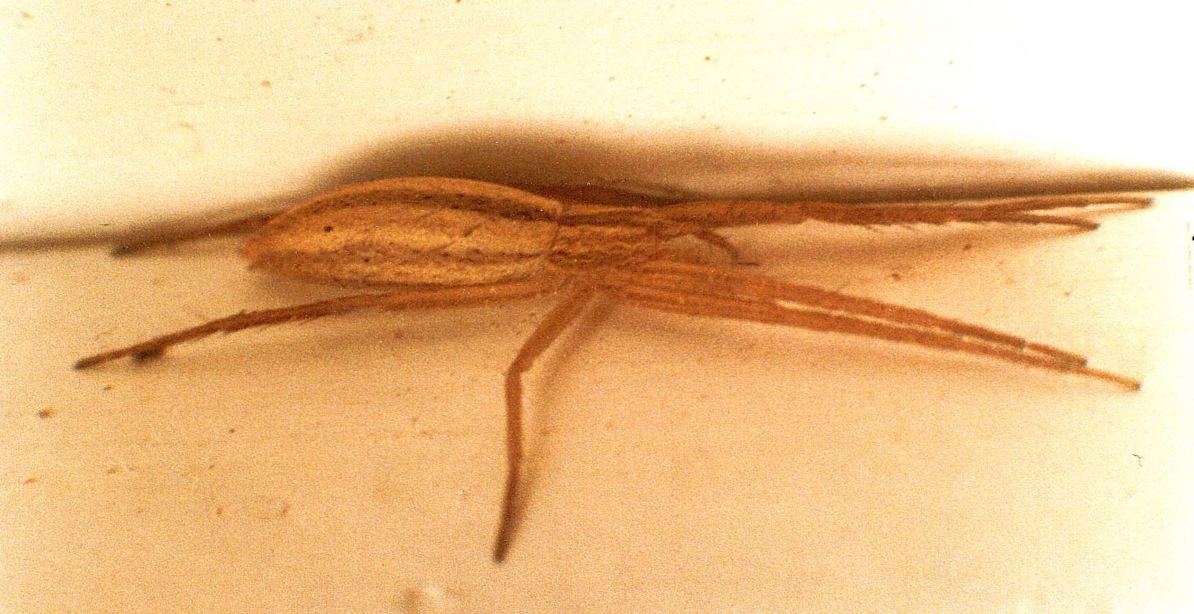 Tibellus sp.