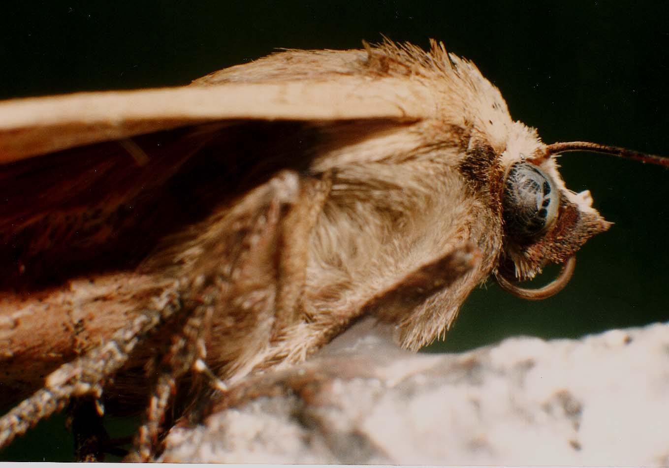 Un''altra falena da identificare: Noctua pronuba - Noctuidae