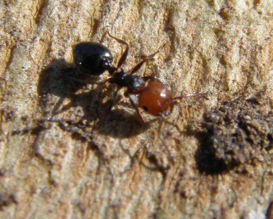 Crematogaster scutellaris (Formicidae)