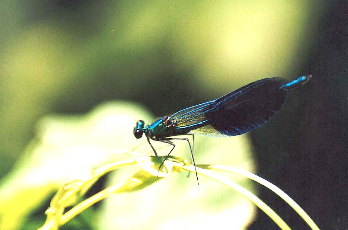 Calopteryx splendens & virgo