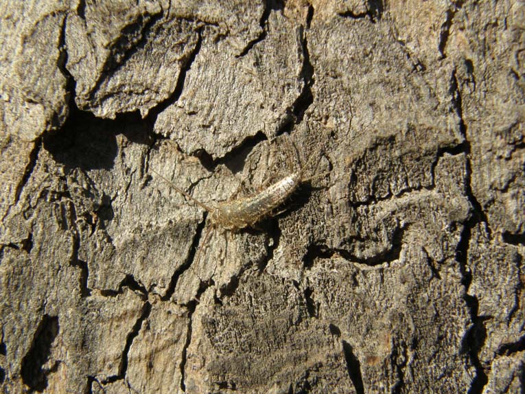 Lepismatidae (cfr. Ctenolepisma sp.) e Collembola